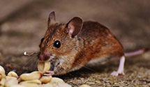 24 Hour & Emergency Exterminators in Newgistics Merchandise Retrn, IN